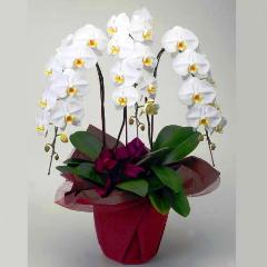 �Ӓ����i�z���C�g�j�y�n�C�O���[�h�z