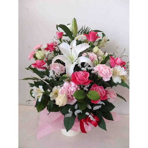 �`�A�j�o�[�T���[�`�J�T�u�����J�̃A�����W�����g