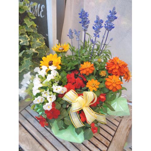 ���̓��ɃI�X�X���@�T�}�[�M�t�g�E�o�X�P�b�g3