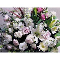 �z���C�g�n�A�����W�@�[�א�