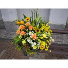 �C�G���\�I�����W�n�̃A�����W���P����