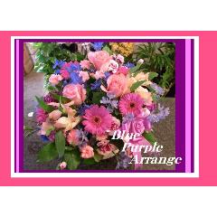 ��u���[�E�p�[�v�����܂����A�����W��