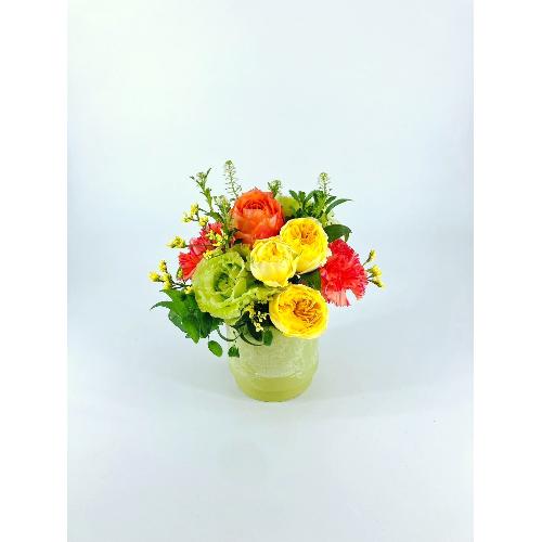 Vivid �|�r�r�b�h�| �I�����W�C�G���[�y�r�z