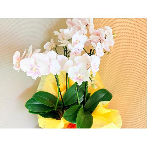 �~�j�Ӓ����z���C�g�n�R�{��������2