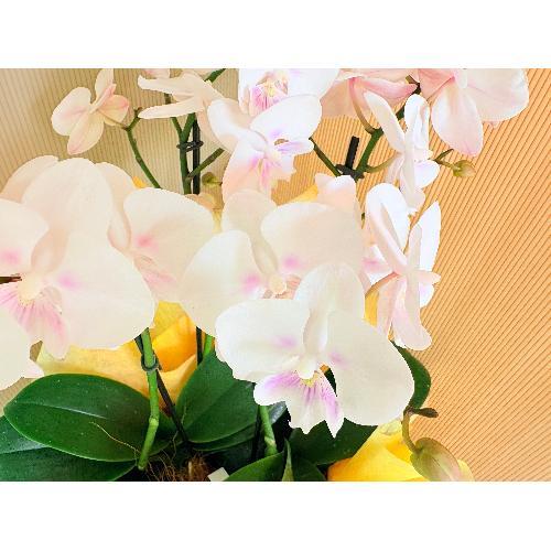 �~�j�Ӓ����z���C�g�n�R�{��������3