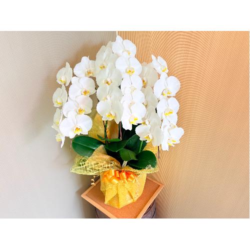 ���֌Ӓ����@���R�{����2
