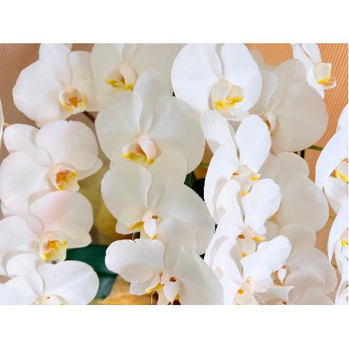 ���֌Ӓ����@���R�{����4