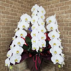 �y�����Y�n����z�Ӓ������R�{�����@�y�O�≀�|�E���������z
