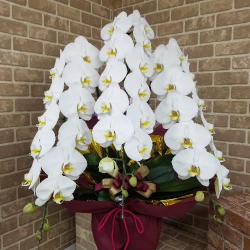�y�㋉�Y�n����z�Ӓ������R�{�����@�y�O�≀�|�E�r�ؗm���z