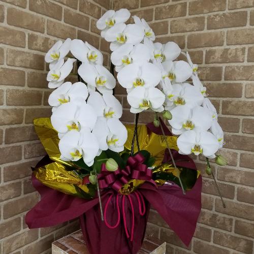 �y�X�^���_�[�h�^�C�v�z�Ӓ������R�{�����@�y�r�ؗm���E�Y�n�w��Ȃ��z2
