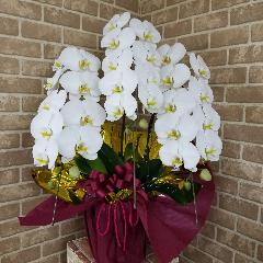 �y�X�^���_�[�h�^�C�v�z�Ӓ������R�{�����@�y�r�ؗm���E�Y�n�w��Ȃ��z