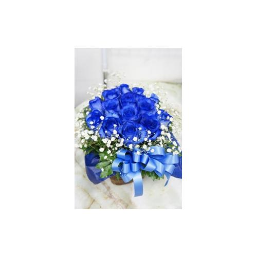 �u���[���[�Y�̃A�����W�����g