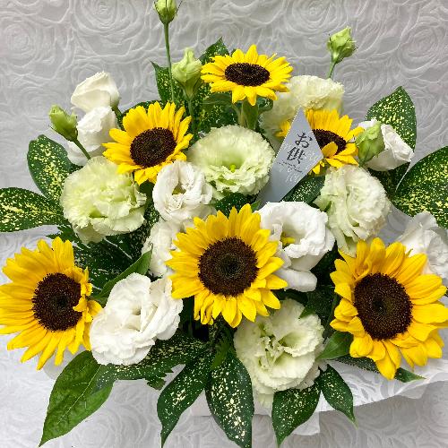 �䋟�E�q�}�����ƃg���R�L�L���E�̃A�����W