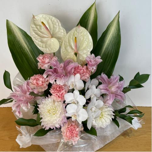 �Ӓ����ƃA���X�����[���̍��؁I�������A�����W�����g3