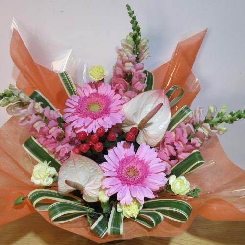 �s���N�̃K�[�x���ƃA���X�����[���̉����A�����W3