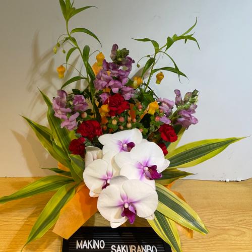 �K���̌Ӓ����I�ƃI�����W�̍��؂ȃA�����W�����g5