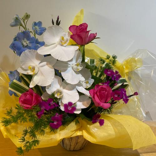 �K���̌Ӓ����ƃu���[���Y��ȃA�����W�����g3