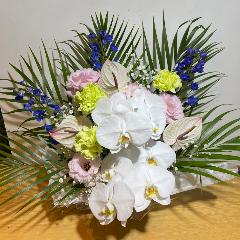 ��������̌Ӓ����ƃA���X�����[���̂������A�����W�����g