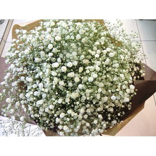 ��Baby's breath��2