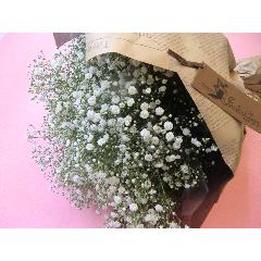 ��Baby's breath��