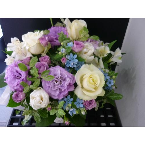 ����₩�E�p�[�v���A�����W�Bo��+�Bo