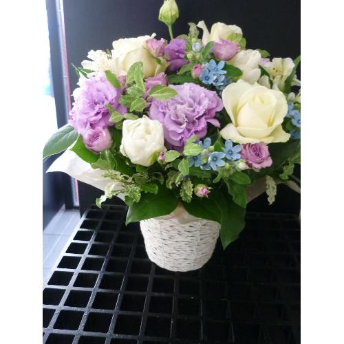 ����₩�E�p�[�v���A�����W�Bo��+�Bo2