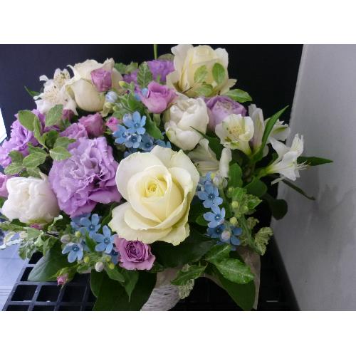 ����₩�E�p�[�v���A�����W�Bo��+�Bo4