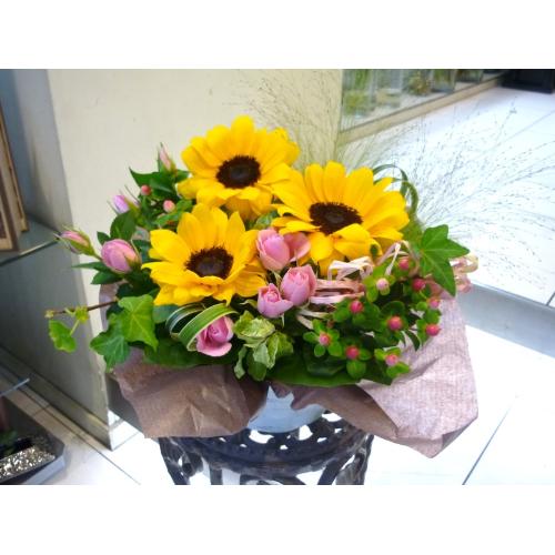 �v���e�B�[�q�}����2