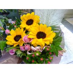 �v���e�B�[�q�}����