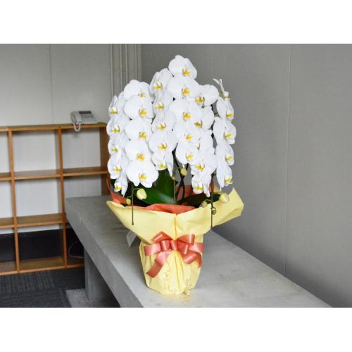 �Ӓ����@���@�R�{����2