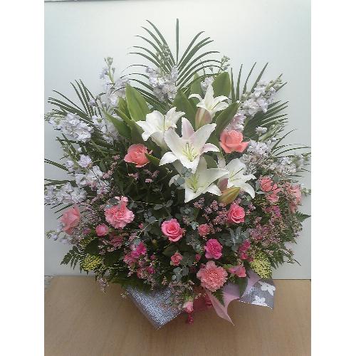 �X�^�C���b�V���ȃA�����W�����g