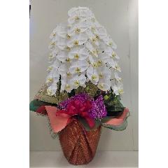 ��֌Ӓ���3�{��45�֑O��