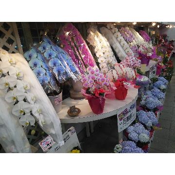 �X�^�b�t�摜