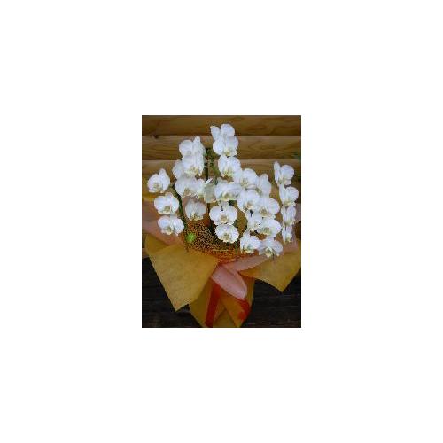 ���i���~�j�Ӓ����X�[�p�[�A�}�r���X �a�����E�L�O���E��j���E�W����E�y���ԁE�䋟��