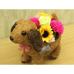 �V���R���̂��U���@�t���O�����X�����G�}