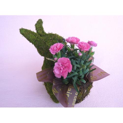 Plant Moss�@Rabbit�@Pink�@3