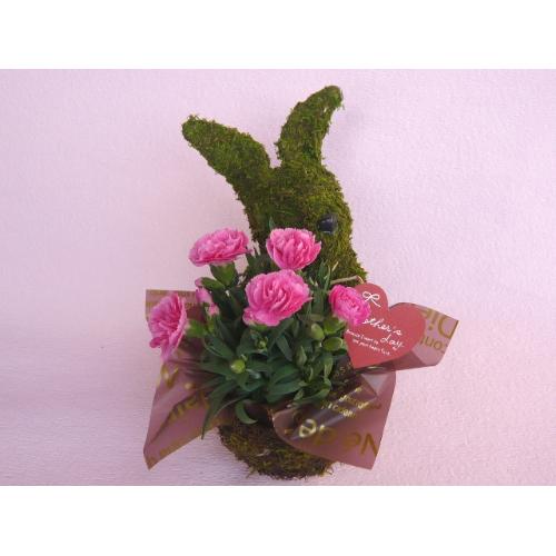 Plant Moss�@Rabbit�@Pink�@4
