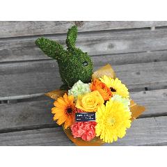Moss�@Rabbit�@�v���X YO