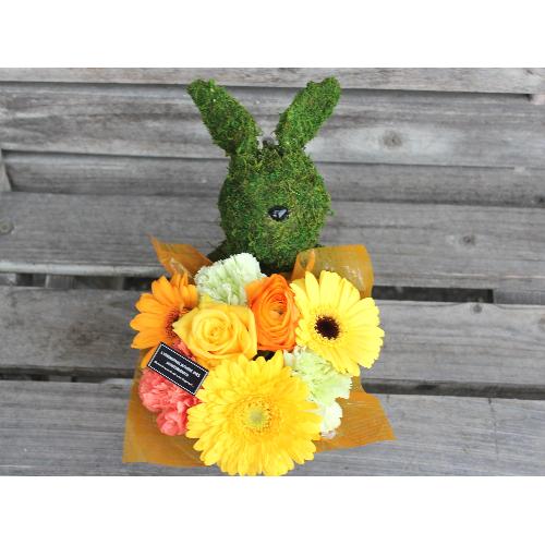 Moss�@Rabbit�@�v���X YO2