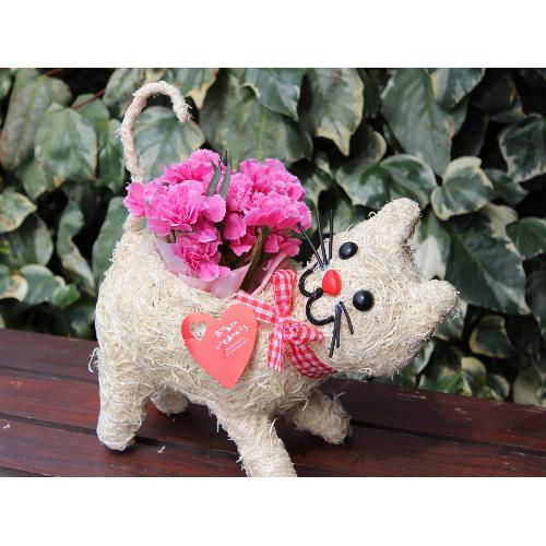 �q�L����� �J�[�l �s���N