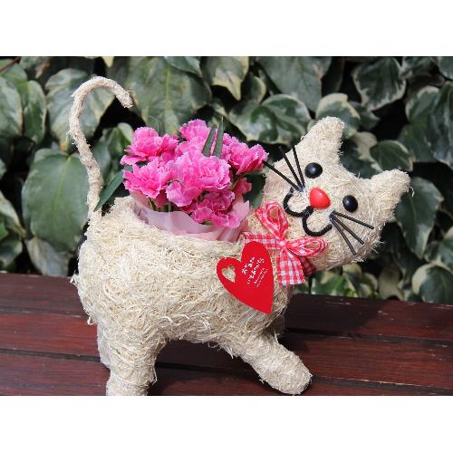 �q�L����� �J�[�l �s���N2