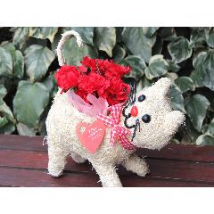 �q�L�����@�J�[�l���b�h