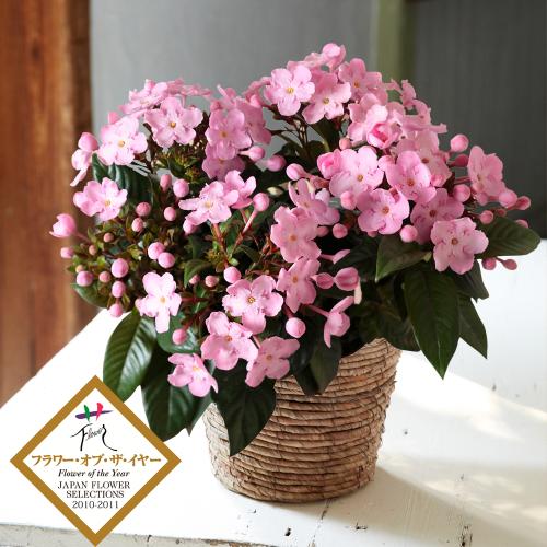 �ɂ���������uCOCO(�R�R)�v���A���@�W���p���t�����[�Z���N�V�����@�t�����[�E�I�u�E�U�E�C���[��܁y2026�I�[�^���M�t�g�z