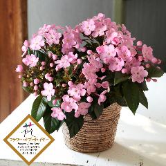�ɂ���������uCOCO(�R�R)�v���A���@�W���p���t�����[�Z���N�V�����@�t�����[�E�I�u�E�U�E�C���[��܁y2026�I�[�^���M�t�g�z