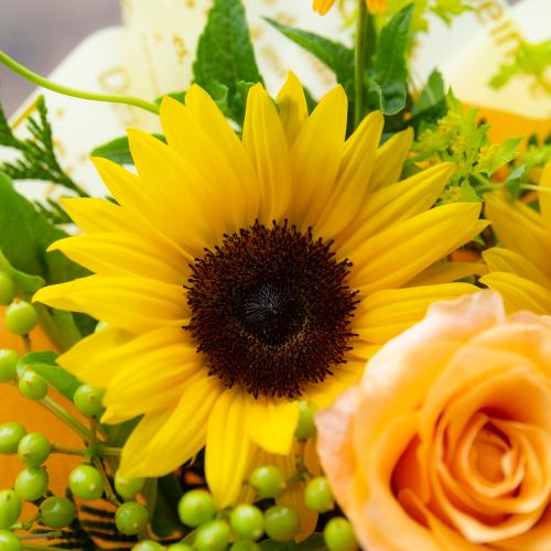 �A���}����t�����[�M�t�g�yFloma essential�z���F�E�I�����W�n�@Refresh�\���t���b�V���\3