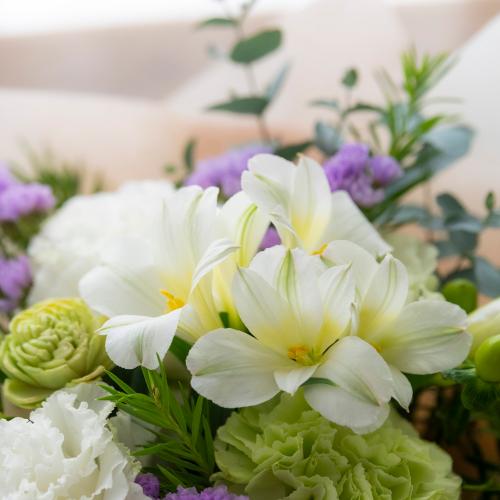 �A���}����t�����[�M�t�g�yFloma essential�z�z���C�g�n�@Sympathy�\�V���p�V�[�\3
