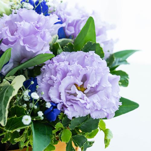 �y�b�g�����̃������A���t�����[�i�X�C�[�g�p�[�v���j5
