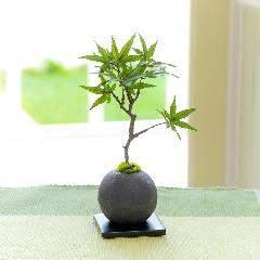 �yCUPBON/�J�b�v�{���z�w�Y�{�[���@���~�W