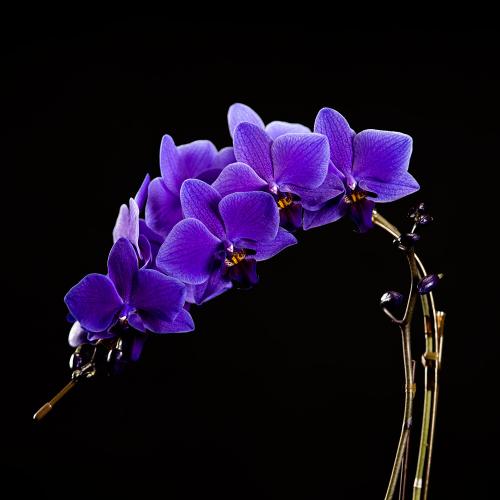Blue Gene�i�u���[�W�[���j1�{����2