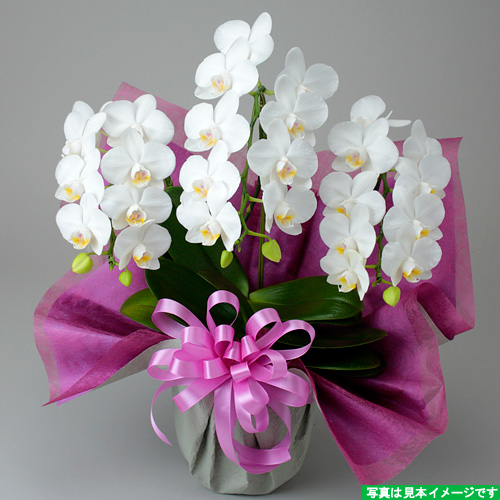 �~�f�B�Ӓ����i���j